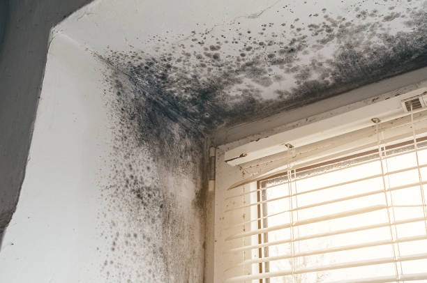 Affordable Attic Mold Remediation solutions in Point of Rocks, MD